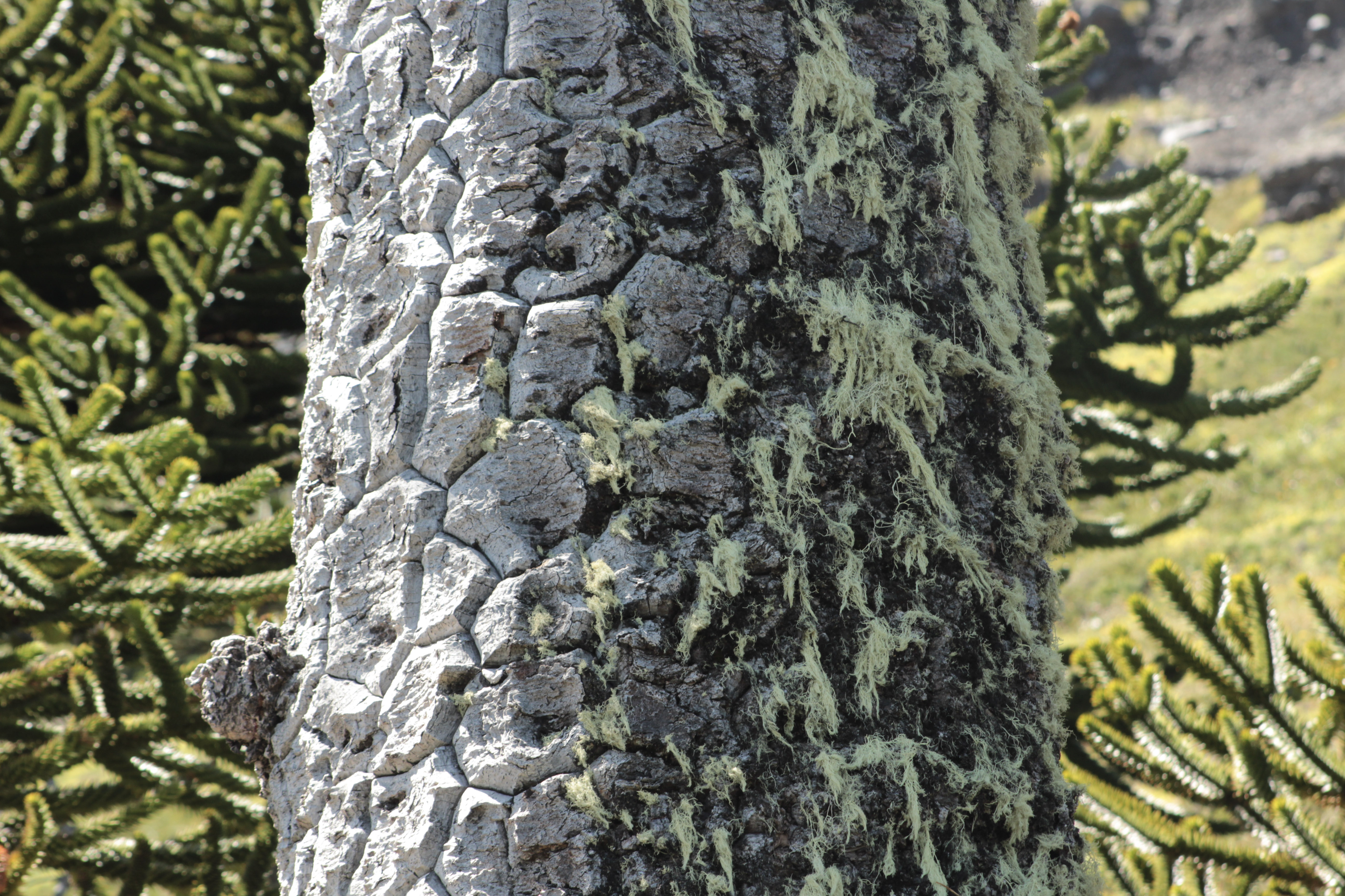 Tronco de araucaria